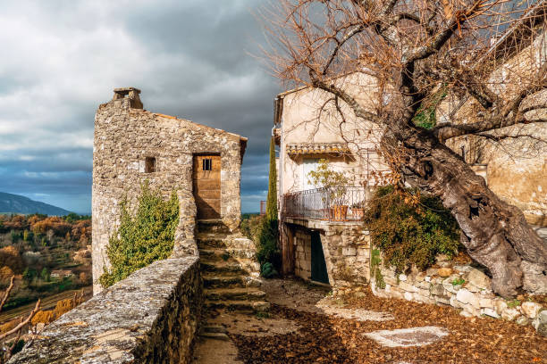 sunny olive grove and house in winter
