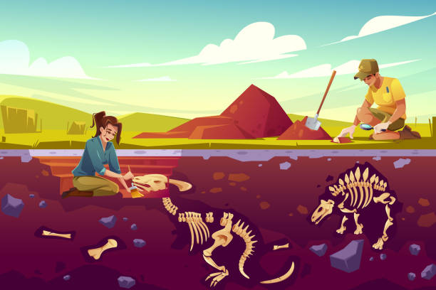 illustrazioni stock, clip art, cartoni animati e icone di tendenza di scienziati archeologici che lavorano agli scavi - paleontologo