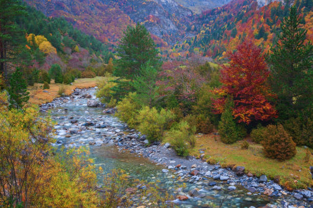 Beautiful autumn landscape, with large trees and colors saturated by rain, in the background the Ara river in the Bujaruelo valley, Ordesa and Monte Perdido National Park, Huesca, Spain Beautiful autumn landscape, with large trees and colors saturated by rain, in the background the Ara river in the Bujaruelo valley, Ordesa and Monte Perdido National Park in the Spanish Pyrenees. meio ambiente stock pictures, royalty-free photos & images