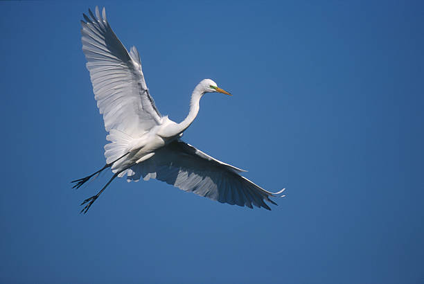 istock White Bird Flying and Clear Blue Sky 124472691