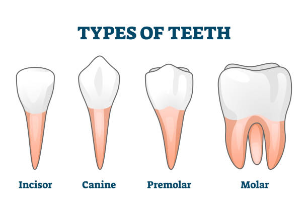 ilustraciones, imágenes clip art, dibujos animados e iconos de stock de tipos de ilustración vectorial de dientes. colección de varios ejemplos de dientes humanos - premolar