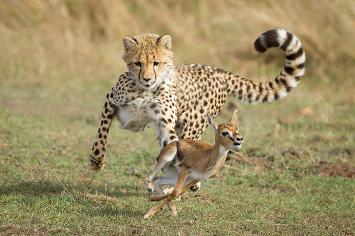 Young Cheetah cub with curled up tail chasing a small baby Thompson's Gazelle learning to hunt in the savannah of Masai Mara Kenya
