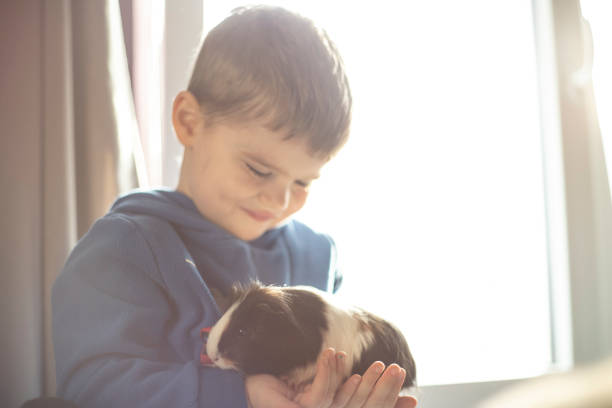 istock Boy hugging his guinea pig 1244739250