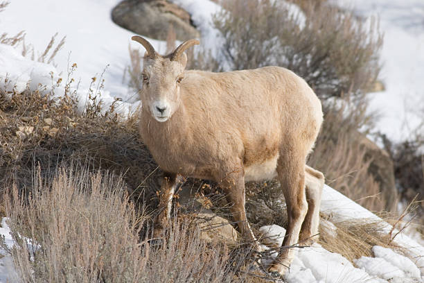 istock Bighorn Sheep in Winter 124474045
