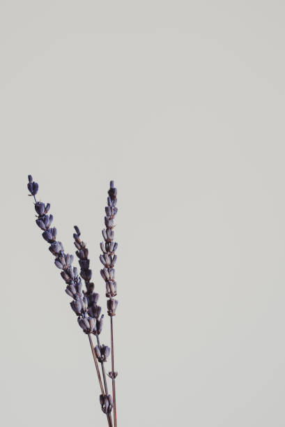 istock Dried lavender flower for home decor. Simple style. Minimal design. Space for text 1244740916