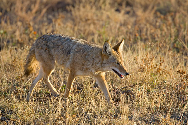 istock Coyote in field meadow 124474332