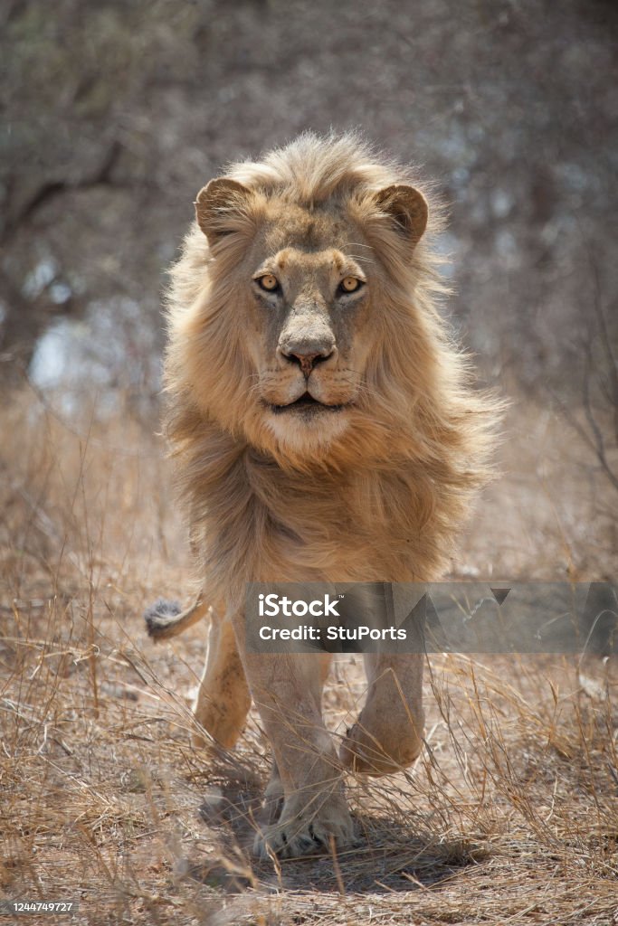 One adult male African Lion running head on in Kruger Park South Africa A frontal portrait of one adult male African Lion with beautiful mane running head on in Kruger Park South Africa Lion - Feline Stock Photo