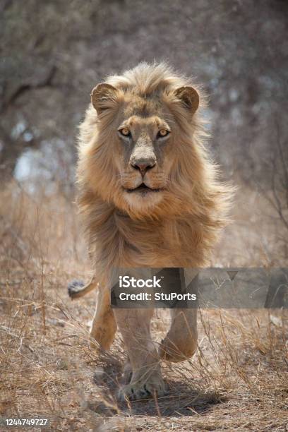 One Adult Male African Lion Running Head On In Kruger Park South Africa Stock Photo - Download Image Now