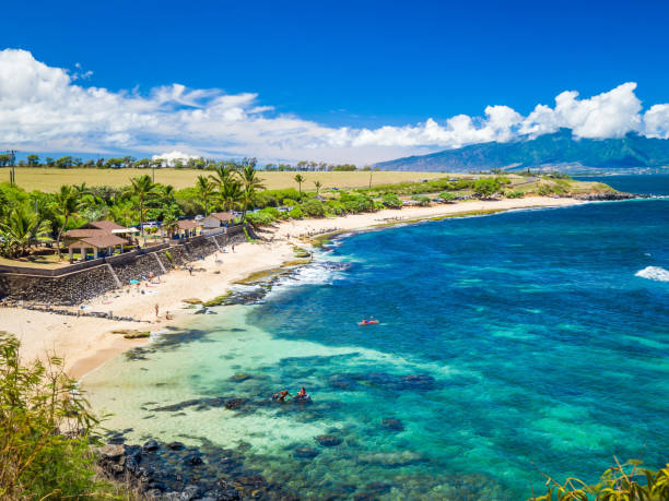 마우이 하와이의 호오키파 비치 파크, 윈드서핑 장소, 큰 파도와 큰 거북이 - hana maui sea scenics 뉴스 사진 이미지