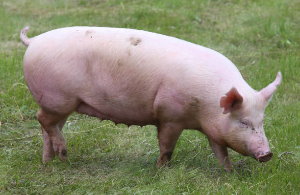 istock Household pig In fresh green grass in farm 1244763330