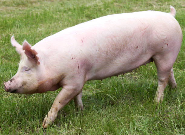 istock Household pig In fresh green grass in farm 1244763334