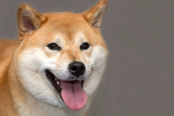istock Shiba inu Dog 1244763347