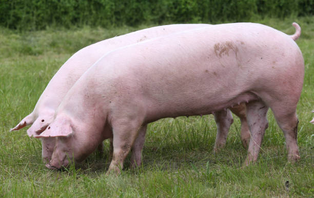 istock Household pig In fresh green grass in farm 1244763348