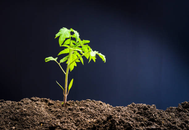 istock Closeup of young tomato seedling that has just been planted 1244774264