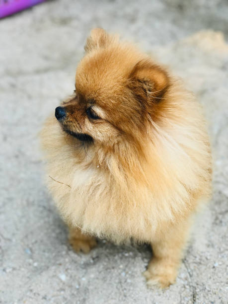 istock A cute brown Pomeranian dog on the sandy beach. 1244777062