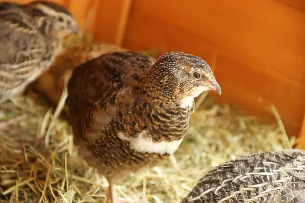 close-up of a beautiful young japanese quail in sunlight, standing on hay