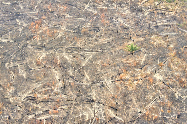 incêndio de desmatamento na amazônia. - deciduous tree tree trunk nature the natural world - fotografias e filmes do acervo