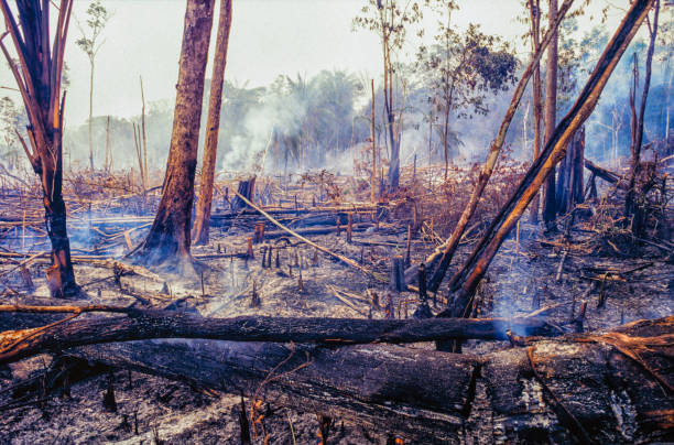 incêndio de desmatamento na amazônia. - deciduous tree tree trunk nature the natural world - fotografias e filmes do acervo