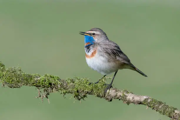 wonderful portrait of passerine bird in Alps regions