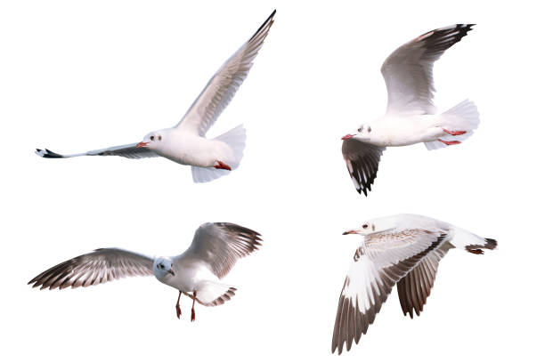 istock The Gulls is flying. Seagulls on white background 1244803370