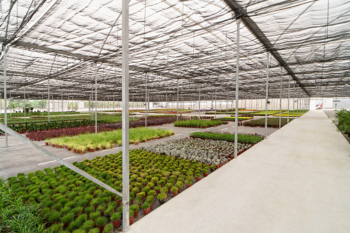 Plants inside an old-fashioned Victorian greenhouse.