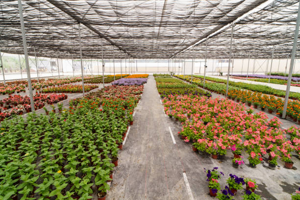 Many plants of different colors arranged nicely in a big plant shop.