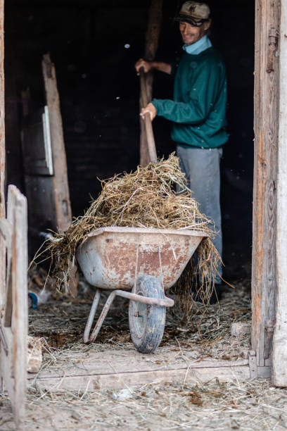 istock Senior farmer working with pitchfork Stock photo 1244805224