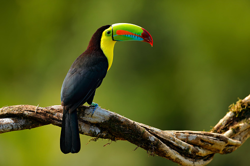 Chesnut-mandibled Toucan sitting on the branch in tropical rain with green jungle background. Wildlife scene from nature with beautiful bird with big bill. Toucan in the nature. Back sun light.