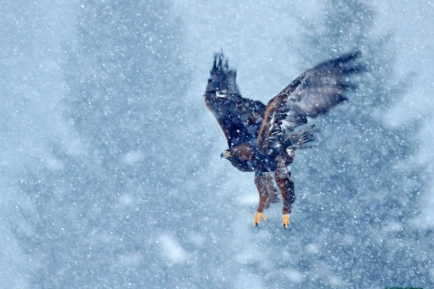 snow winter with eagle. bird of prey white-tailed eagle, haliaeetus albicilla, flying with snow flake, dark forest in background. wildlife scene from wild nature. - portrait red tailed hawk hawk eagle imagens e fotografias de stock