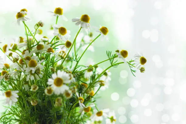 Blooming fresh camomiles bouquet with ribbon bow on bokeh lights background selective focus.Beautiful chamomile flowers green leaves.Valentine's Mother's Women's day greeting card,copy space text sign