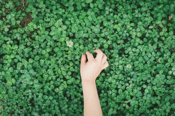 Photo of Hand of boy picking clovers up