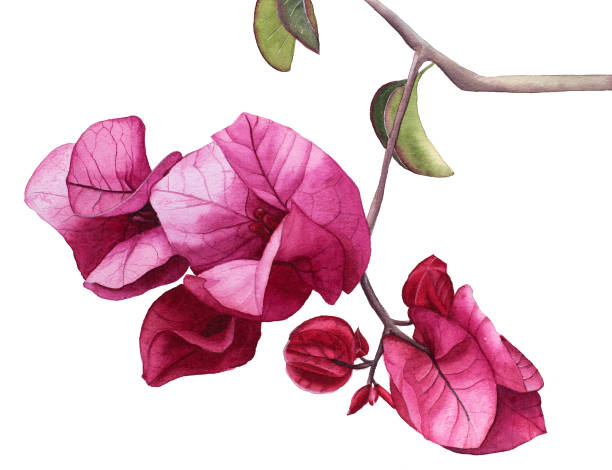 Watercolor flowers Pink Bougainvillea. Watercolor flowers Pink Bougainvillea. Hand drawn illustration. bougainvillea stock illustrations