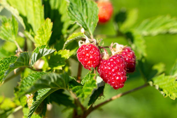 istock Mature raspberries in the garden 1244823468