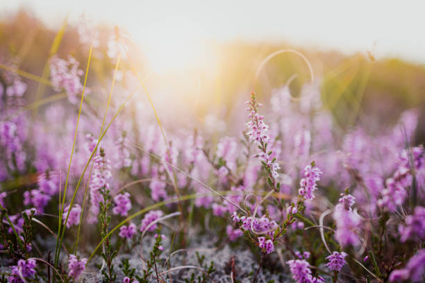 Close-up of young pine and blooming heather in sunlight.