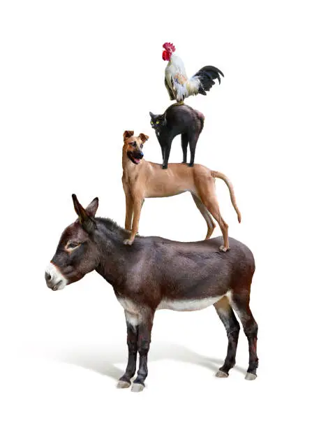 Photo of Donkey dog cat rooster Bremen Town Musicians on a white background