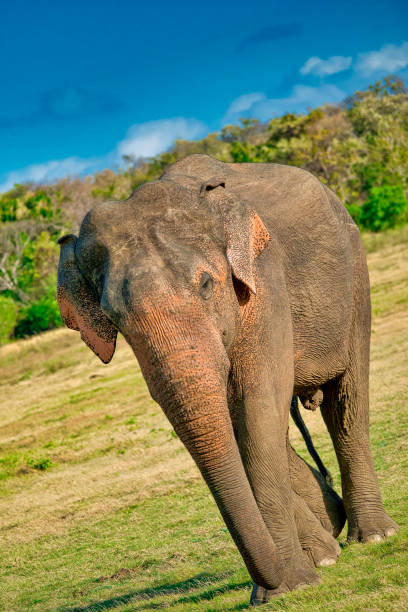 istock Sri Lankan Elephant, Elephas maximus maximus 1244833602