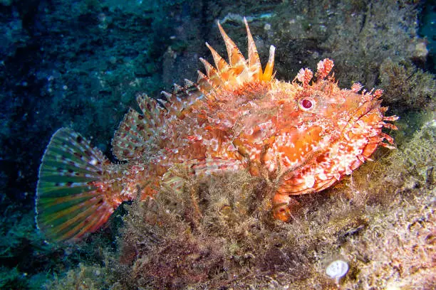 Red Scorpionfish, Scorpaena scrofa, Cabo Cope-Puntas del Calnegre Natural Park, Mediterranean Sea, Murcia, Spain, Europe