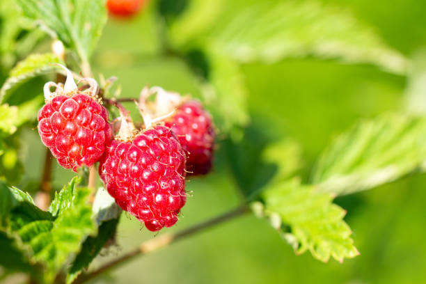 istock Mature raspberries in the garden 1244835397