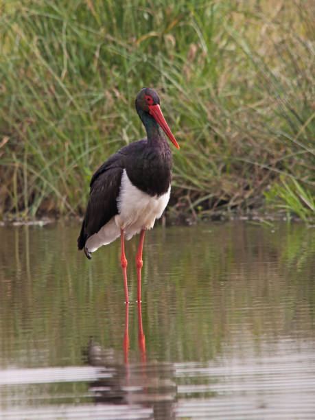 istock Saddle-billed Stork Ephippiorhynchus senegalensis 10690 1244839919