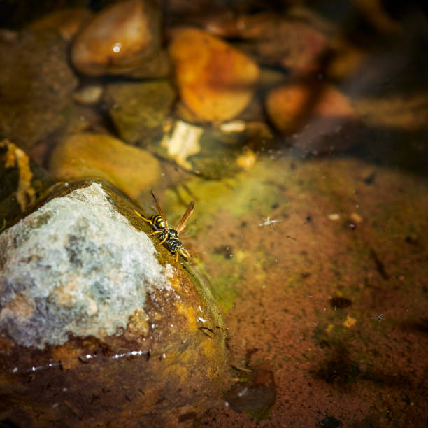 istock A wasp is drinking because of the extreme heat. 1244839925