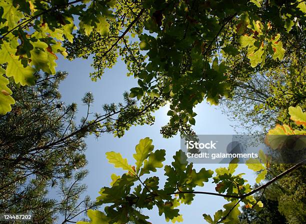 Foglie Retroilluminato - Fotografie stock e altre immagini di Albero - Albero, Albero deciduo, Bellezza naturale