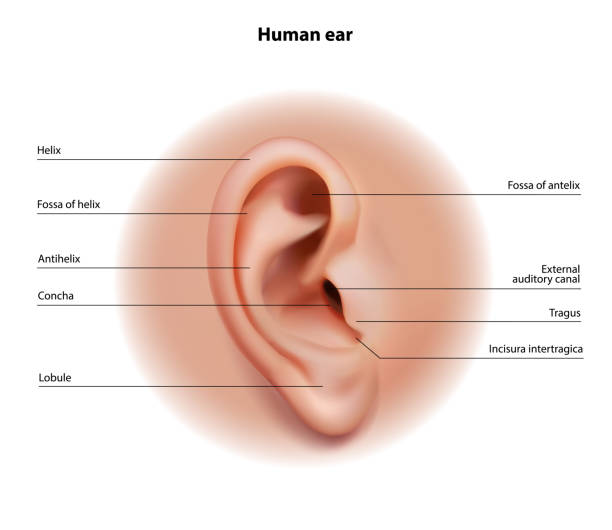 人間の耳の解剖学。ベクターの図。 - equipment human ear sound music点のイラスト素材／クリップアート素材／マンガ素材／アイコン素材