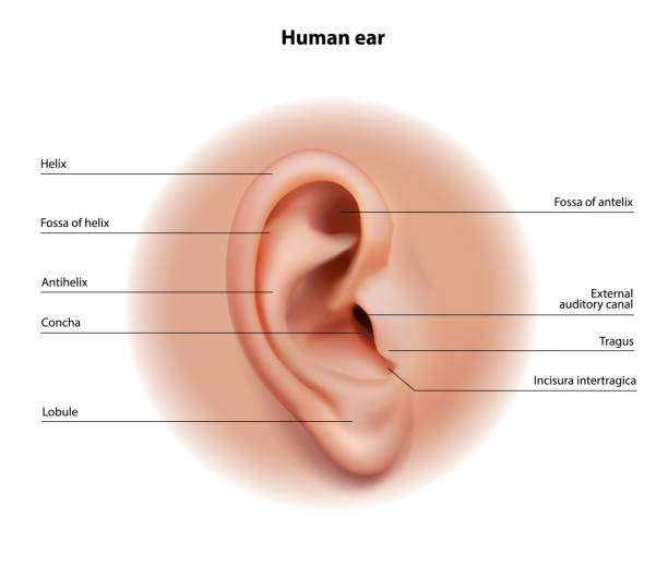 Anatomy Of The Human Ear Vector Illustration Stock Illustration - Download Image Now - Anatomy, Ear, Antihelix - iStock Anatomy Of The Human Ear Vector Illustration Stock Illustration - Download Image Now - Anatomy, Ear, Antihelix - iStock