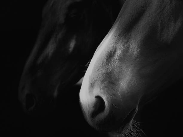 istock Horse portrait 1244879008