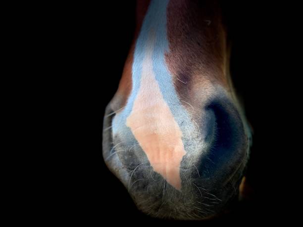 Horses in various portraits