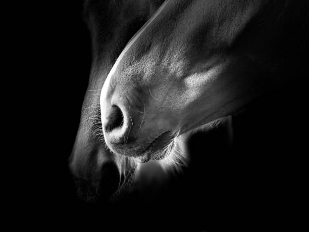 istock Horse portrait 1244879078