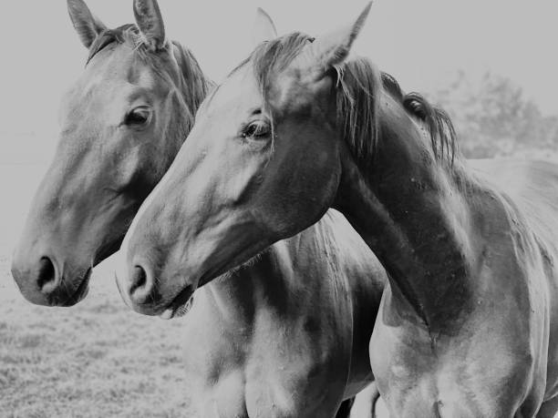 istock Horse portrait 1244879086