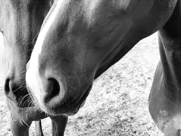 istock Horse portrait 1244879096