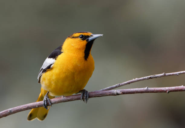 A Baltimore Oriole sits on a sugar water feeder in Springtime.
