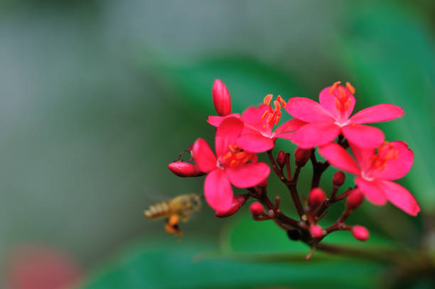 istock Beautiful little flowers blooming in summer 1244880993